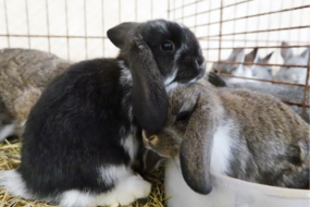 45a mostra di conigli dell’Associazione Allevatori Conigli del Burgraviato
